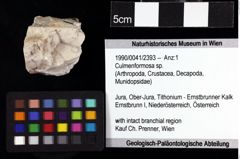 Foto (Objket + Etiketten) von Culmenformosa sp. 